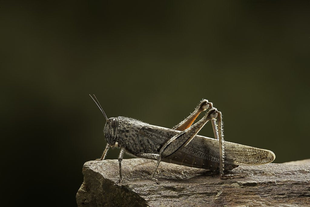 Detail of Anacridium aegyptium (egyptian locust) by Anonymous
