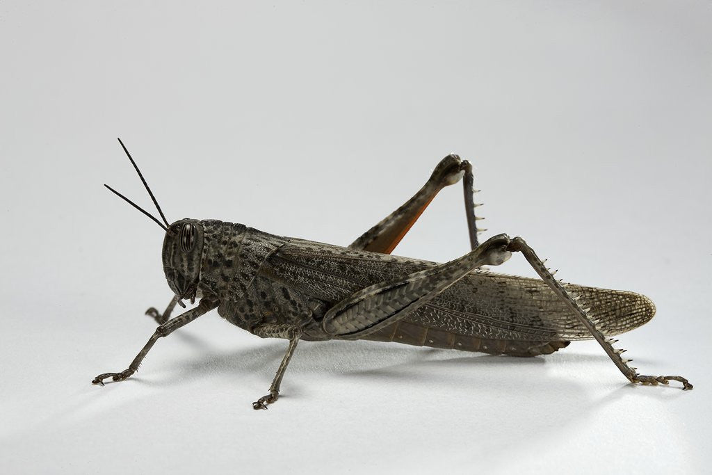 Detail of Anacridium aegyptium (egyptian locust) by Anonymous