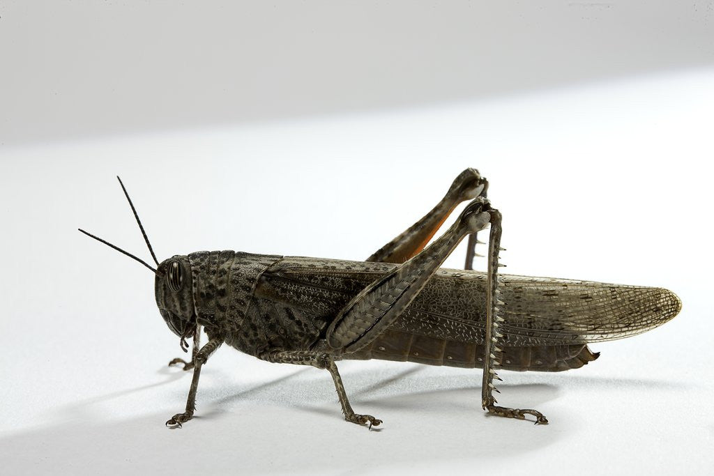 Detail of Anacridium aegyptium (egyptian locust) by Anonymous
