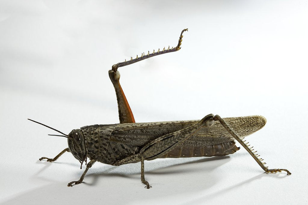 Detail of Anacridium aegyptium (egyptian locust) by Anonymous