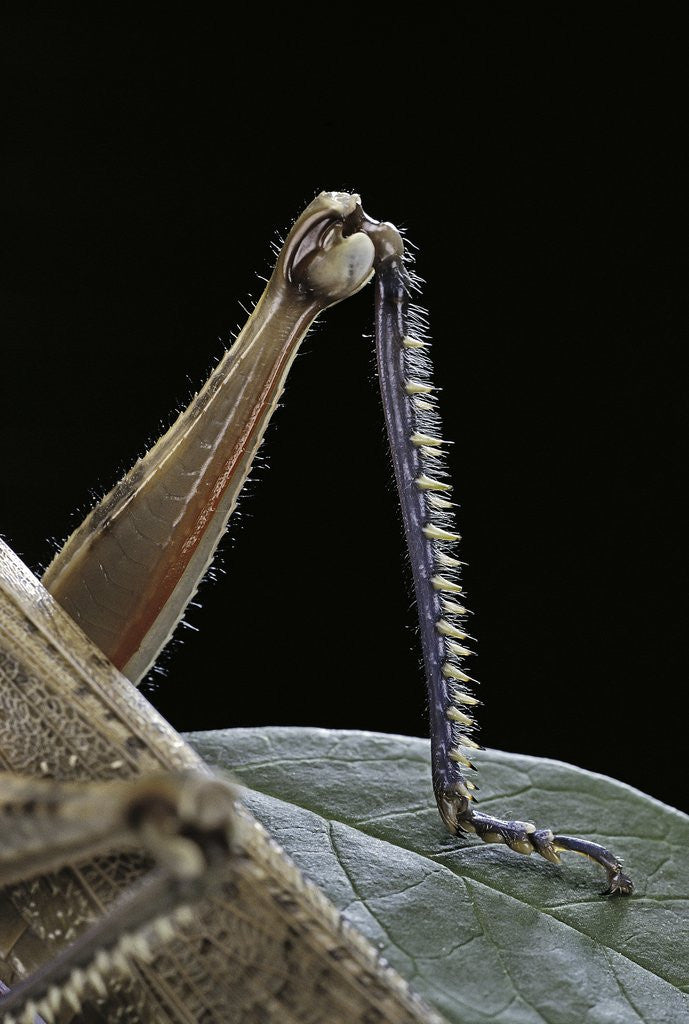 Detail of Anacridium aegyptium (egyptian locust) - hindleg by Anonymous