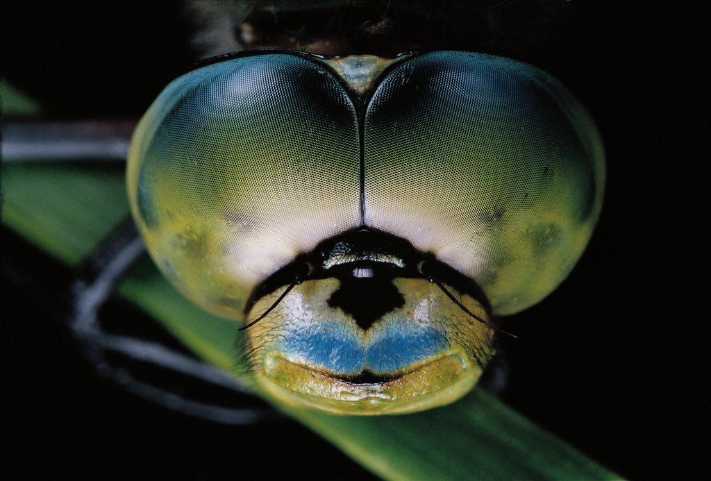 Detail of Anax imperator (emperor dragonfly) - eyes by Anonymous