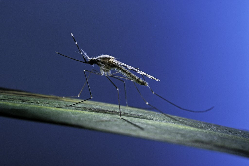 Detail of Anopheles maculipennis (malaria mosquito) by Anonymous