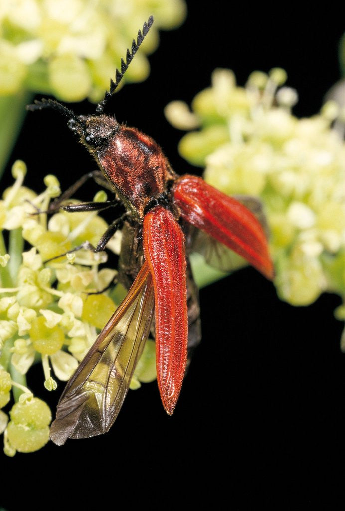 Detail of Anostirus purpureus (click beetle) by Anonymous