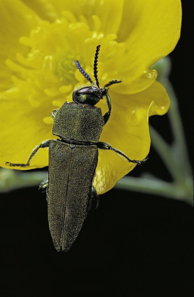 Detail of Anthaxia hungarica (jewel beetle) by Anonymous