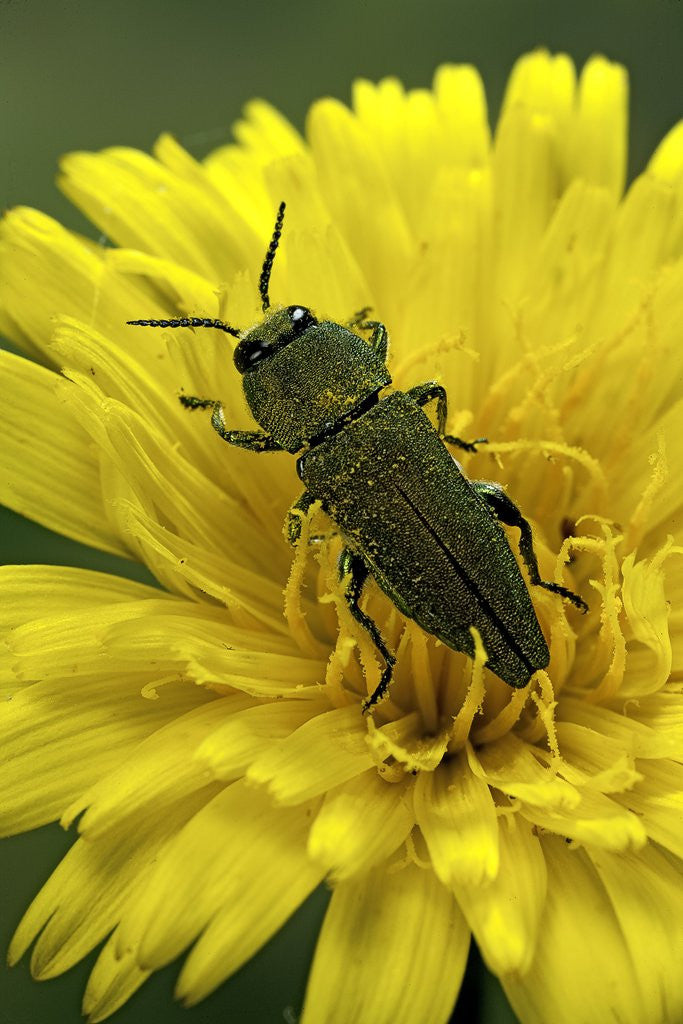 Detail of Anthaxia hungarica (jewel beetle) by Anonymous