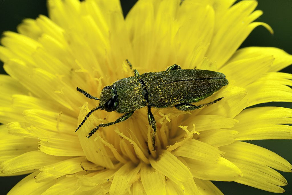 Detail of Anthaxia hungarica (jewel beetle) by Anonymous