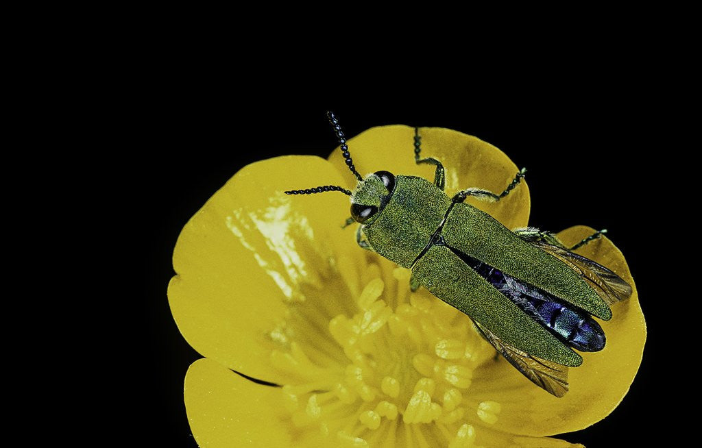 Detail of Anthaxia hungarica (jewel beetle) by Anonymous