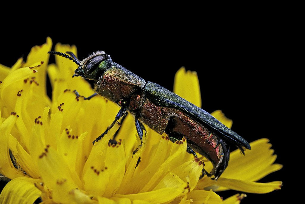 Detail of Anthaxia hungarica (jewel beetle) by Anonymous