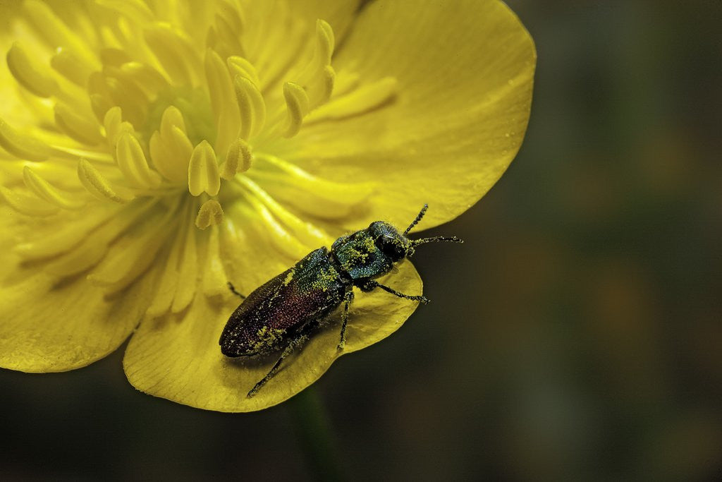 Detail of Anthaxia salicis (pasture splendour beetle) by Anonymous