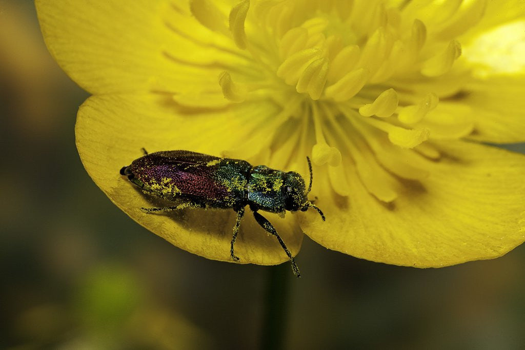 Detail of Anthaxia salicis (pasture splendour beetle) by Anonymous
