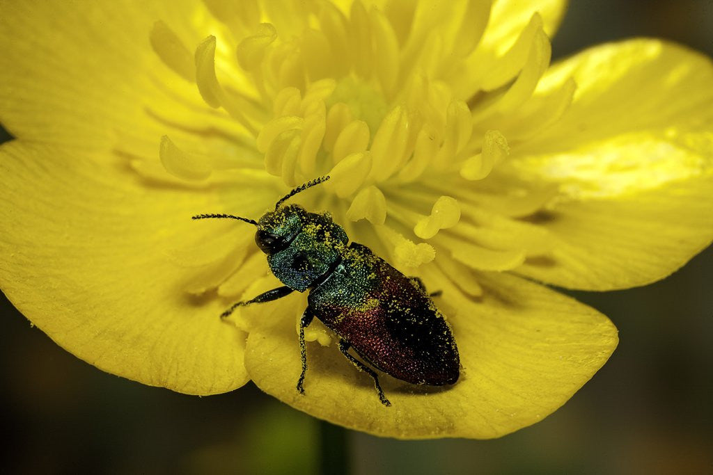 Detail of Anthaxia salicis (pasture splendour beetle) by Corbis