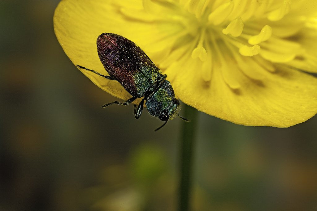 Detail of Anthaxia salicis (pasture splendour beetle) by Anonymous