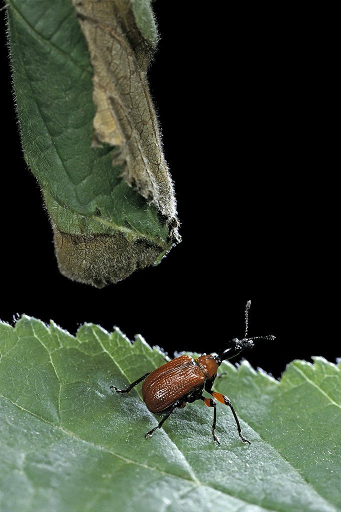 Detail of Apoderus coryli (hazel leaf-roller) by Anonymous
