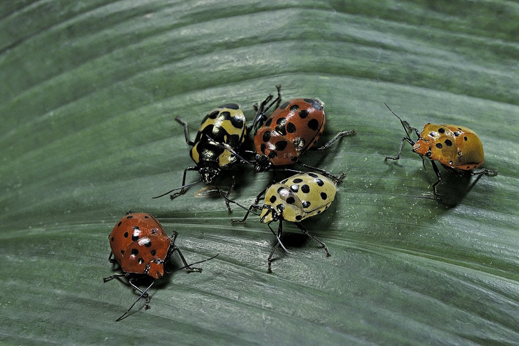 Detail of Augocoris gomesii (Amazonia bug) by Anonymous
