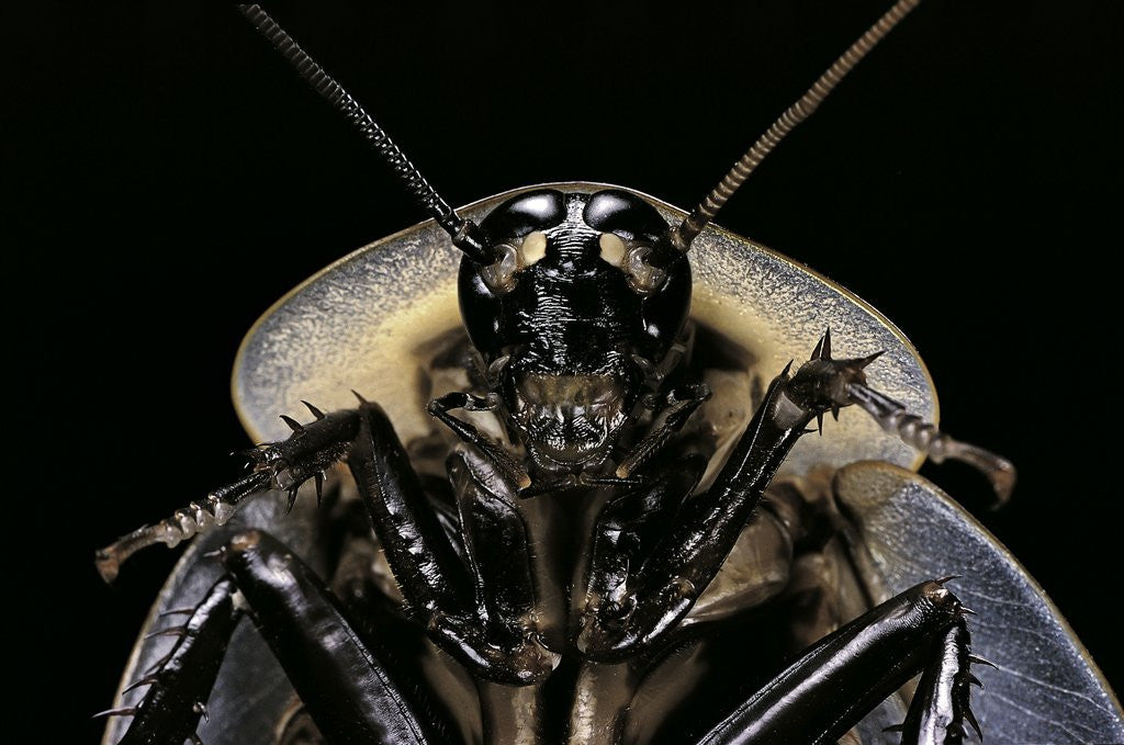 Detail of Blaberus giganteus (giant cockroach) by Anonymous