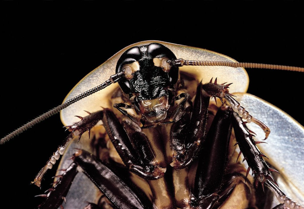 Detail of Blaberus giganteus (giant cockroach) by Anonymous