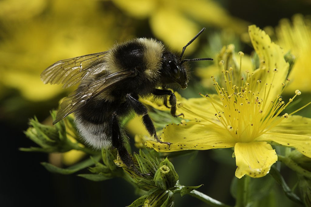 Detail of Bombus hortorum (small garden bumblebee) by Anonymous