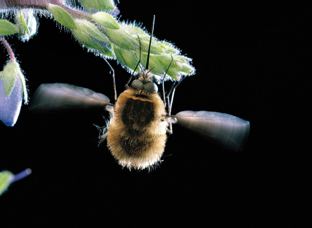 Detail of Bombylius major (Large Bee-fly), a bee mimic by Corbis