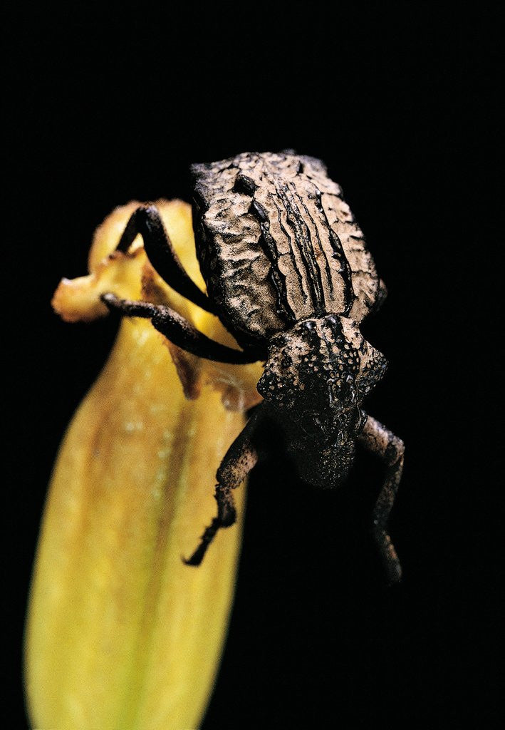 Detail of Brachycerus undatus (weevil) by Anonymous