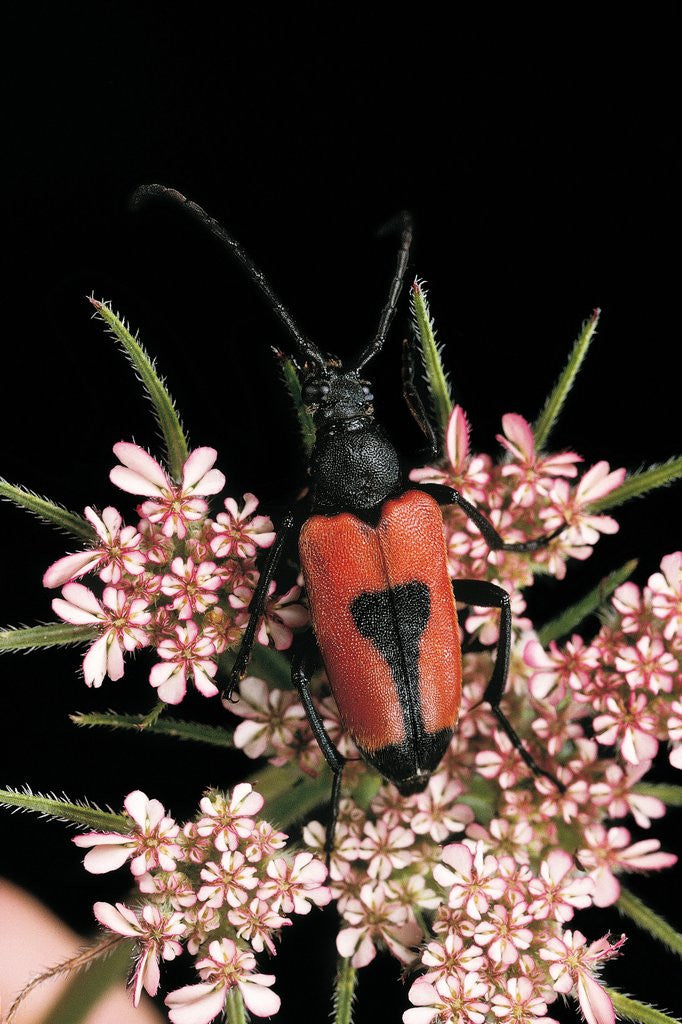 Detail of Stictoleptura cordigera (long-horned beetle) by Anonymous