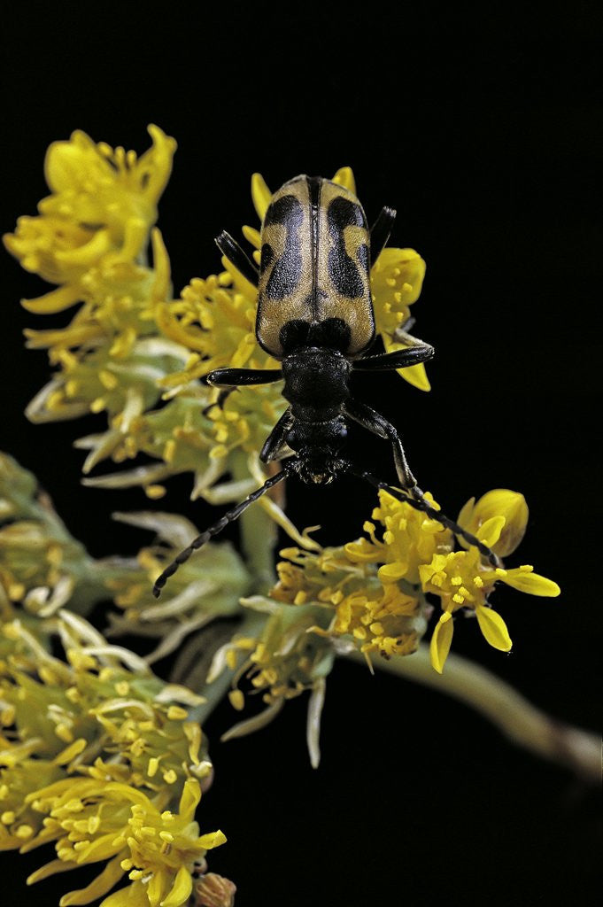 Detail of Brachyta interrogationis (long-horned beetle) by Anonymous