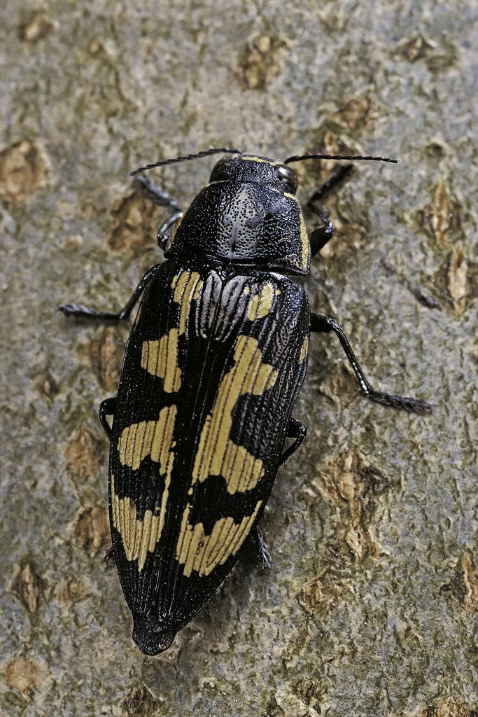 Detail of Buprestis novemmaculata (jewel beetle) by Anonymous
