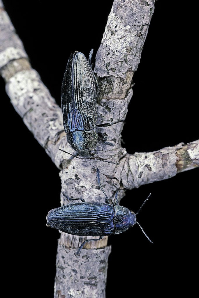 Detail of Buprestis rustica (jewel beetle) by Anonymous