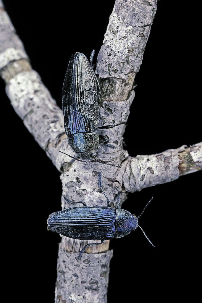 Detail of Buprestis rustica (jewel beetle) by Corbis