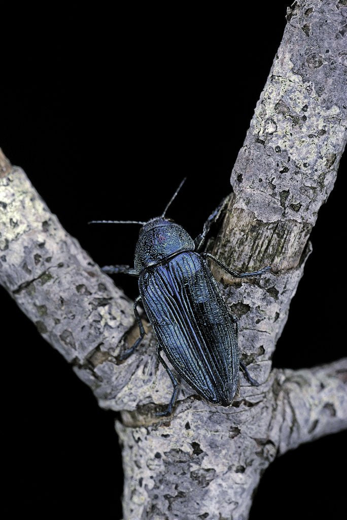 Detail of Buprestis rustica (jewel beetle) by Anonymous