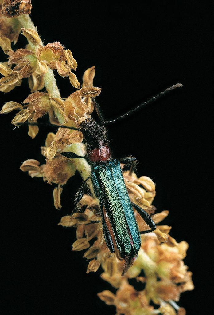 Detail of Callimellum abdominale (longhorn beetle) by Anonymous