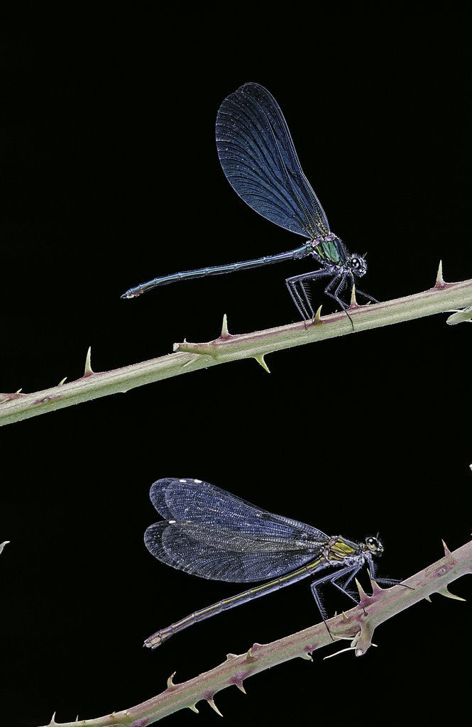 Detail of Calopteryx virgo (beautiful demoiselle) - male and female by Anonymous