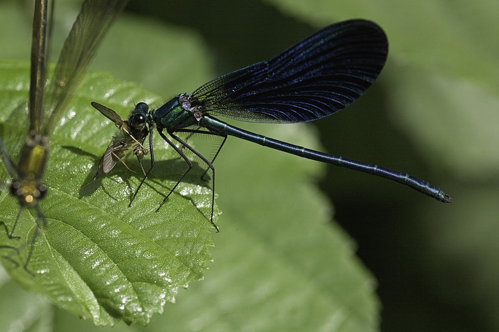 Detail of Calopteryx virgo (beautiful demoiselle) - devouring a fly by Anonymous