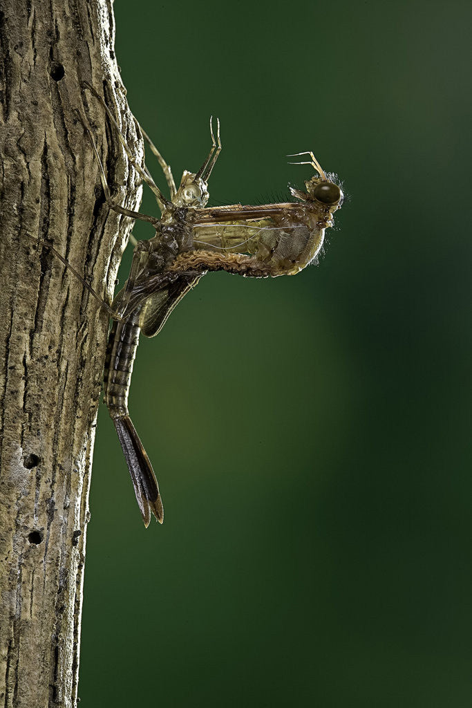 Detail of Calopteryx virgo (beautiful demoiselle) - emerging by Anonymous