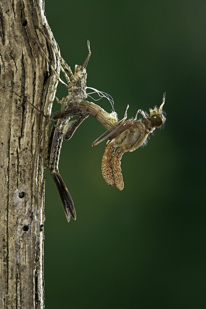 Detail of Calopteryx virgo (beautiful demoiselle) - emerging by Anonymous