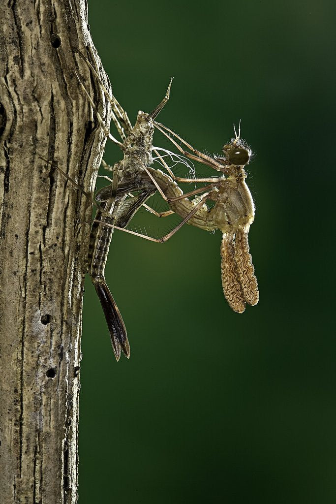 Detail of Calopteryx virgo (beautiful demoiselle) - emerging by Anonymous