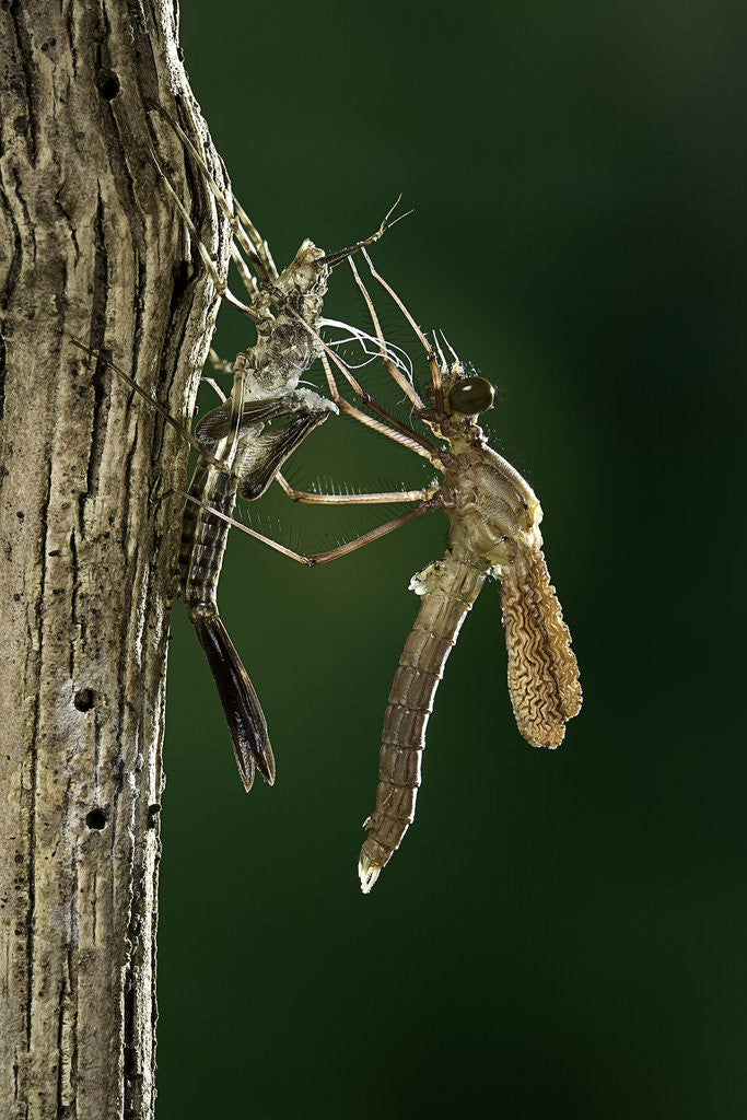 Detail of Calopteryx virgo (beautiful demoiselle) - emerging by Anonymous