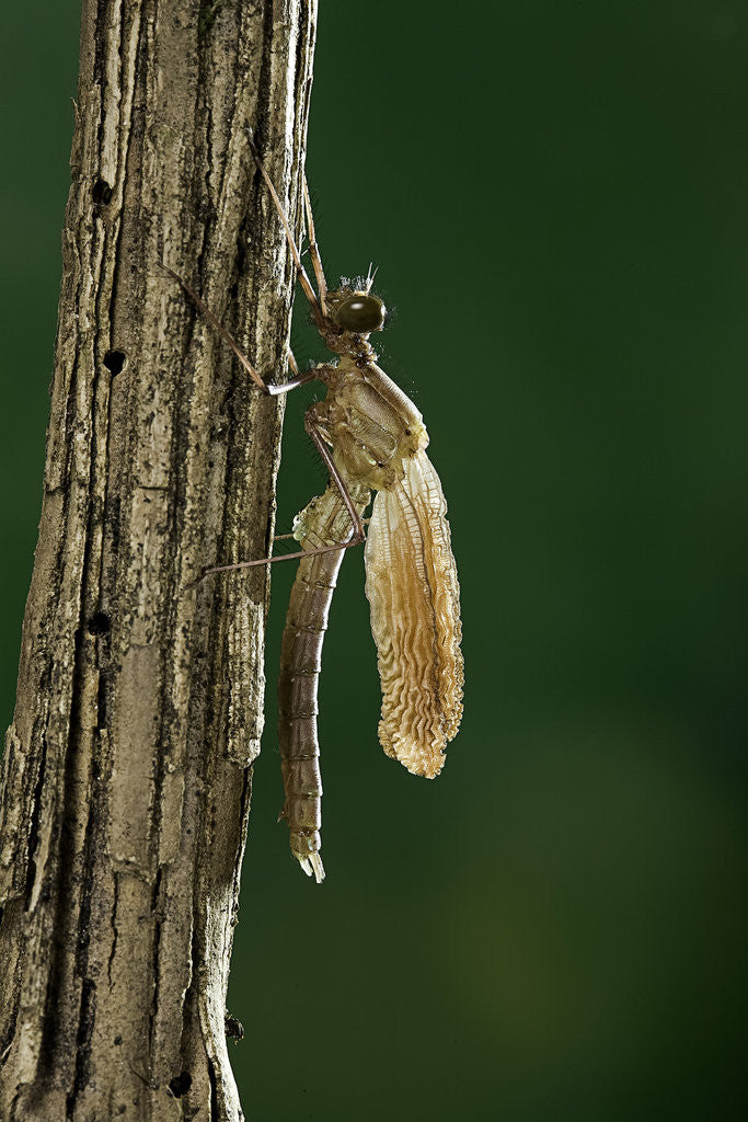 Detail of Calopteryx virgo (beautiful demoiselle) - emerging by Anonymous