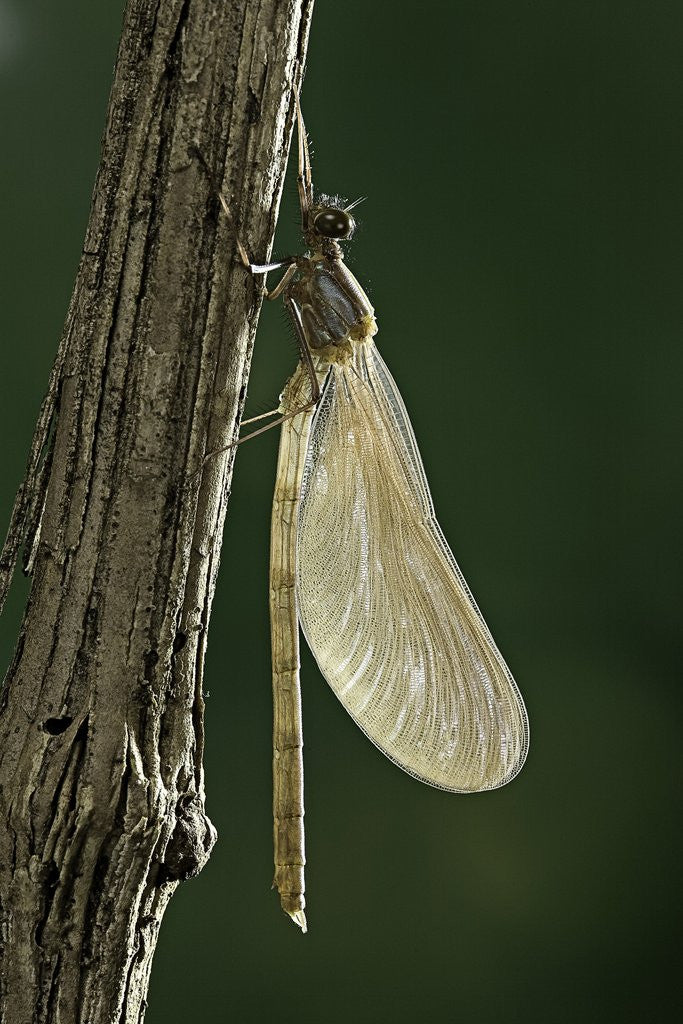 Detail of Calopteryx virgo (beautiful demoiselle) - emerging by Anonymous