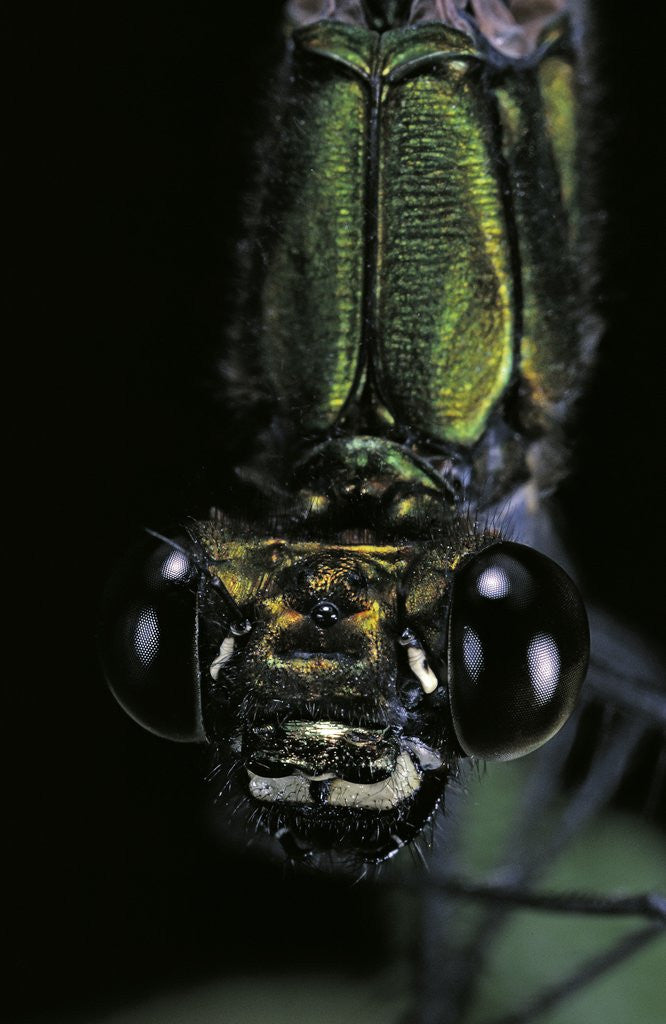 Detail of Calopteryx virgo (beautiful demoiselle) - portrait by Anonymous