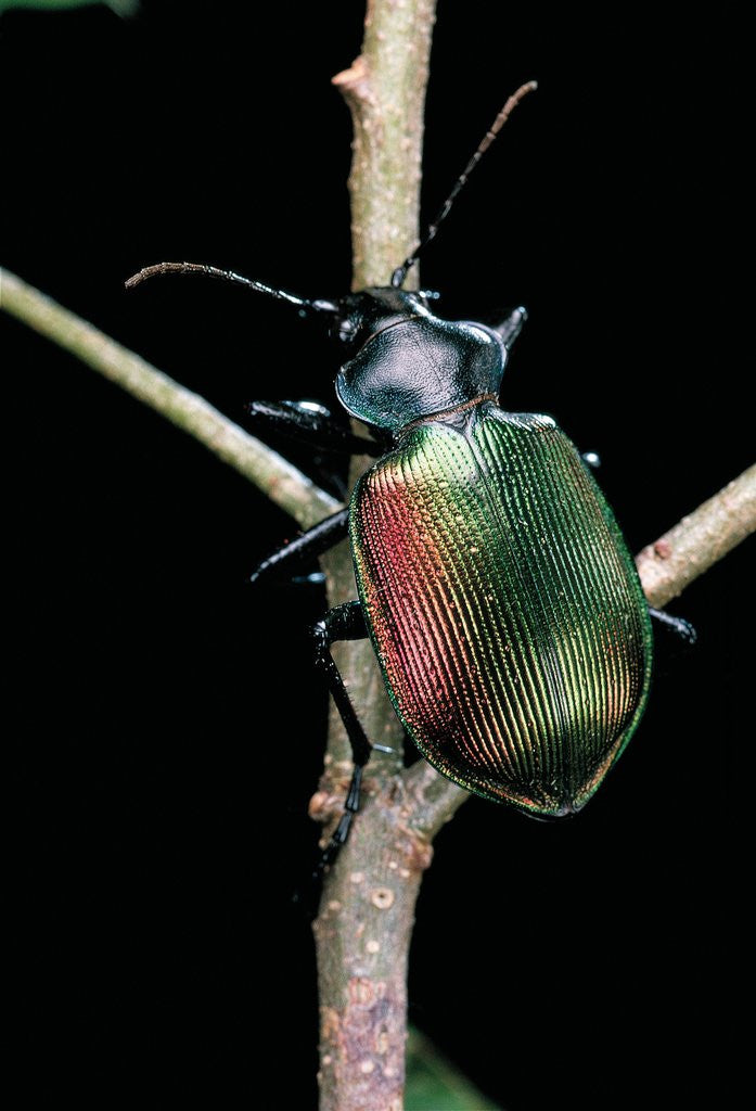 Detail of Calosoma sycophanta (forest caterpillar hunter) by Anonymous