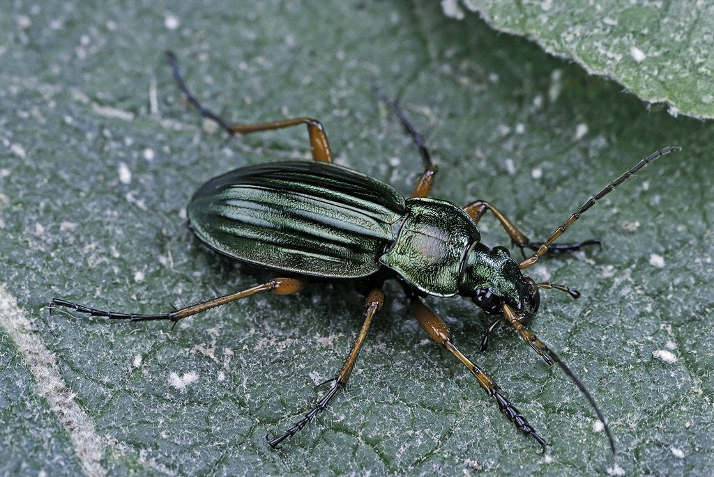 Detail of Carabus auratus (golden ground beetle) by Anonymous