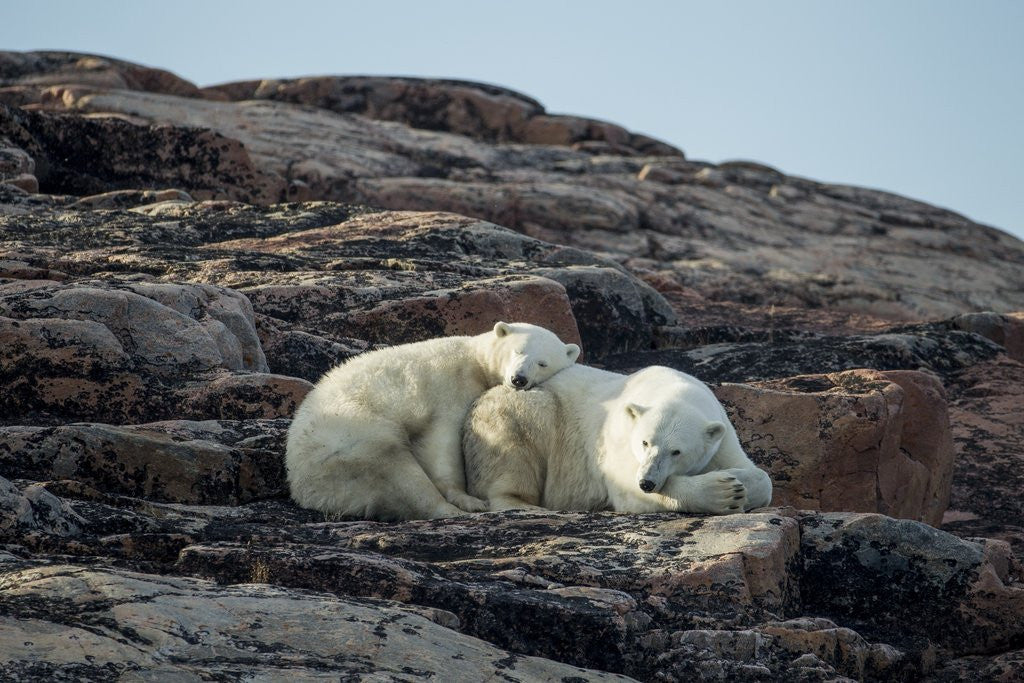 Detail of Polar Bear and Cub Resting along Hudson Bay, Nunavut, Canada by Anonymous