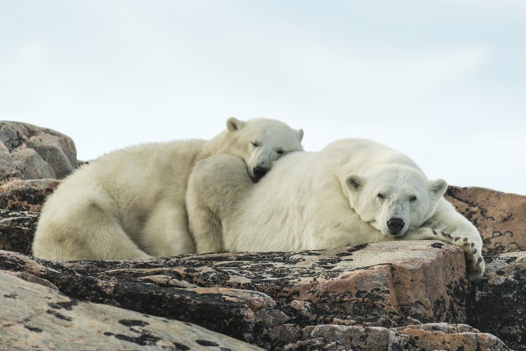 Detail of Polar Bear and Cub Resting along Hudson Bay, Nunavut, Canada by Anonymous