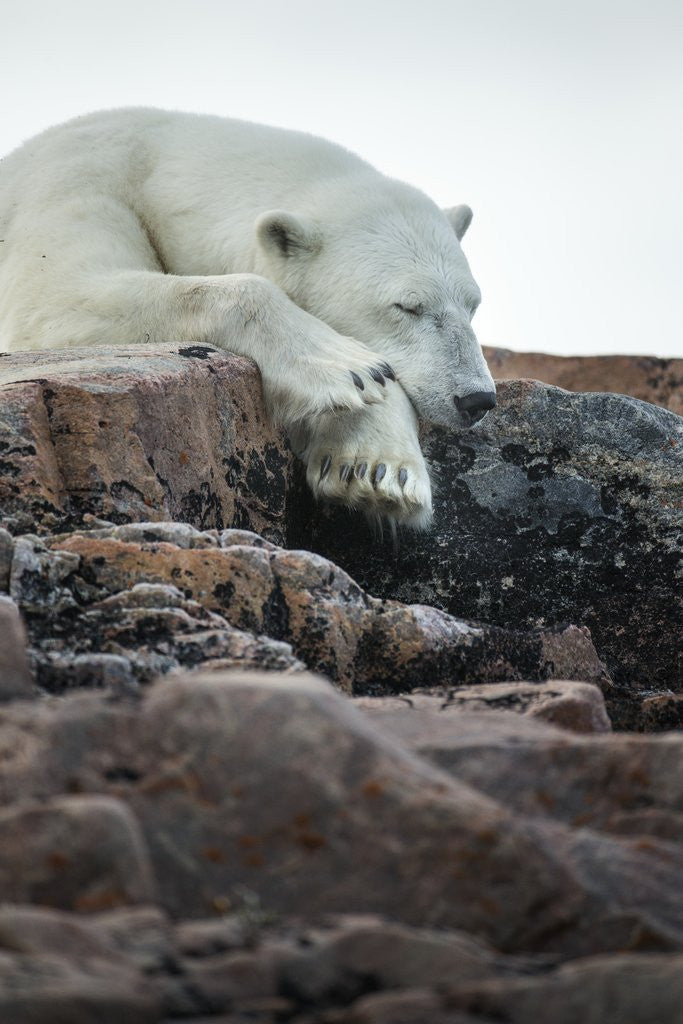 Detail of Polar Bear Sleeping along Hudson Bay, Nunavut, Canada by Anonymous