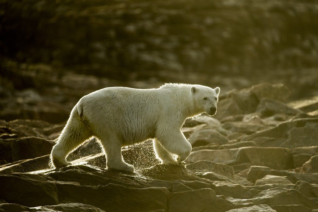 Detail of Polar Bear Walking along Hudson Bay, Nunavut, Canada by Anonymous