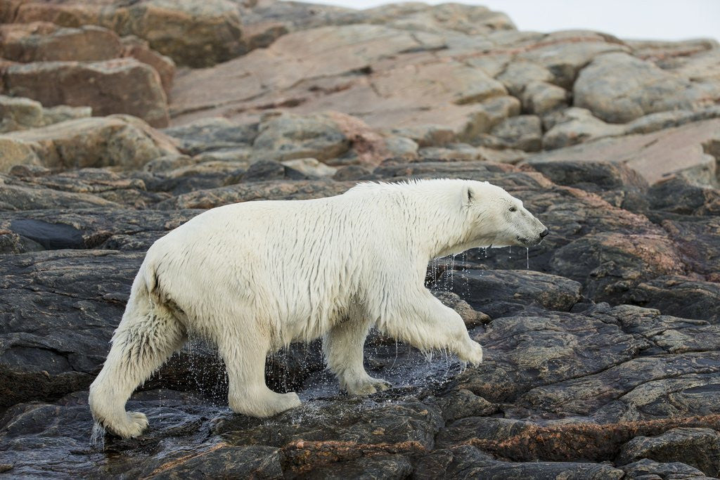 Detail of Polar Bear Walking along Hudson Bay, Nunavut, Canada by Anonymous