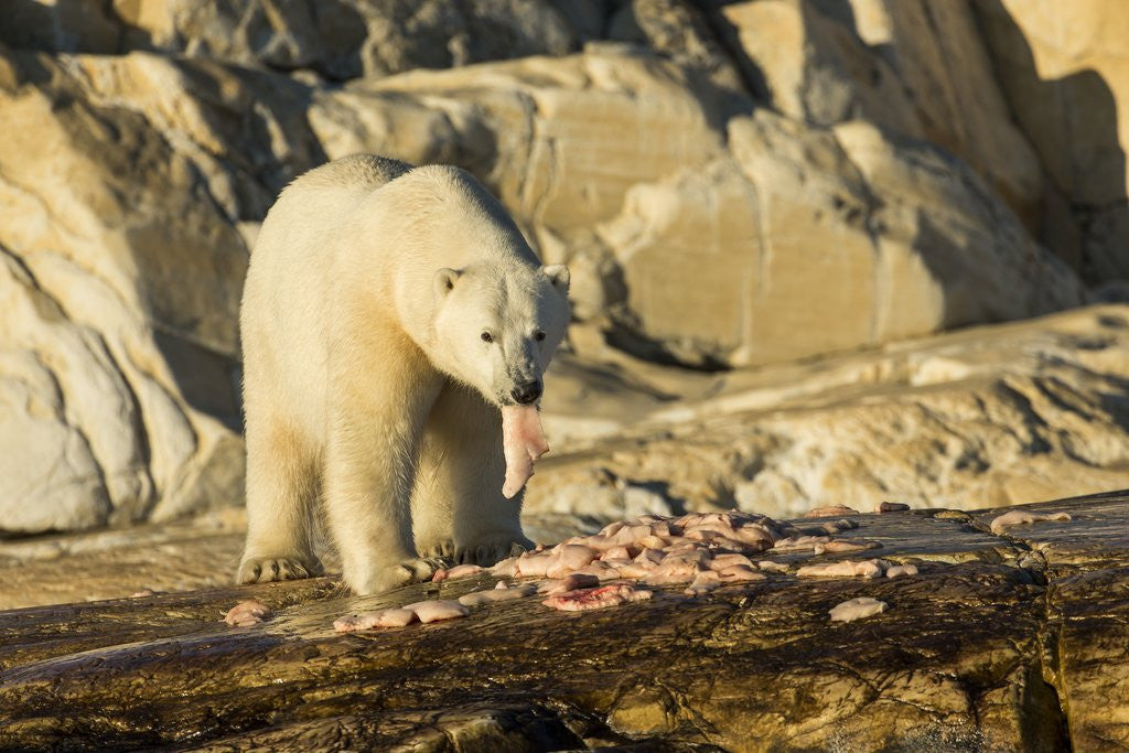 Detail of Polar Bear Feeding on Beluga Whale along Hudson Bay, Nunavut, Canada by Anonymous
