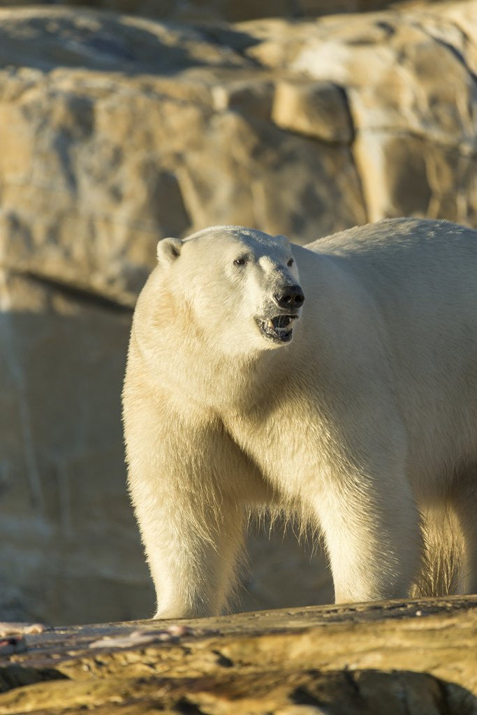 Detail of Polar Bear along Hudson Bay, Nunavut, Canada by Anonymous