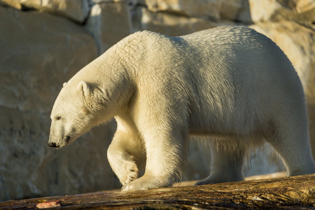 Detail of Polar Bear along Hudson Bay, Nunavut, Canada by Corbis